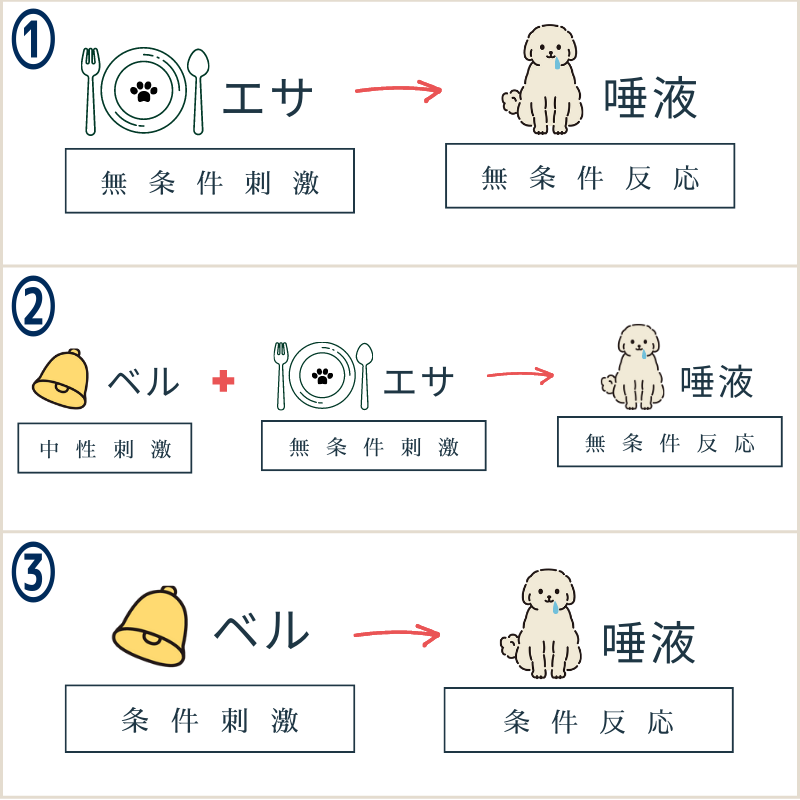 『レスポンデント（古典的）条件付け』